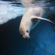 Illustration for article titled This Antarctic Seal Has An Unusual Bite
